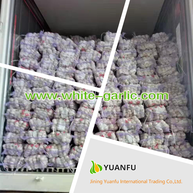 garlic suppliers garlic suppliers